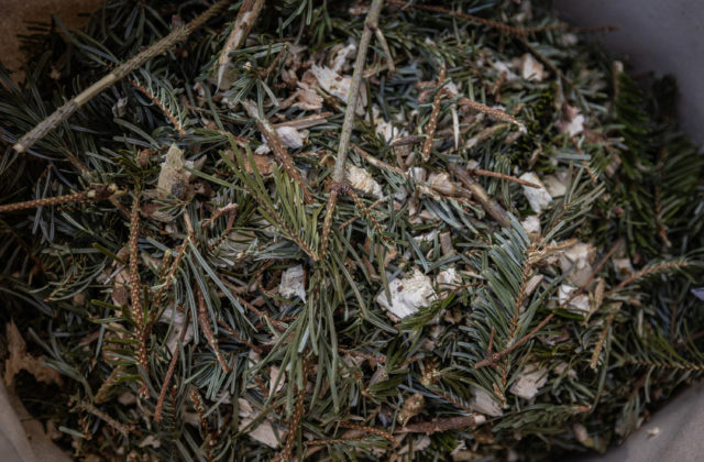 Bratislava aj tento rok organizuje novoročnú mulčovačku vianočných stromčekov – VIDEO