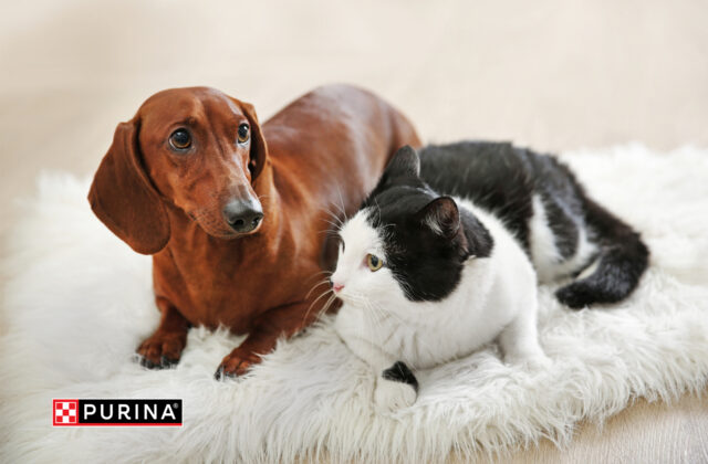 Inovatívny program Purina Unleashed hľadá startupy v oblasti pet care: projekty môžu získať podporu…
