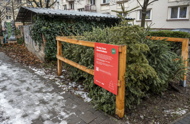 Bratislava od utorka začína so zberom vianočných stromčekov,…