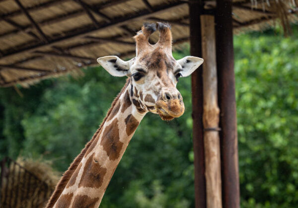 V bratislavskej ZOO náhle uhynula žirafa Salome, stádo už pozostáva len z dvoch jedincov