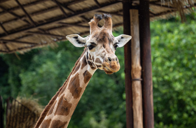 V bratislavskej ZOO náhle uhynula žirafa Salome, stádo…
