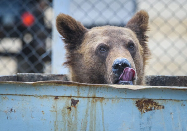 Spišská Nová Ves chystá výstavbu ôsmich kontajnerových stojísk, slúžiť majú primárne na ochranu pred medveďmi