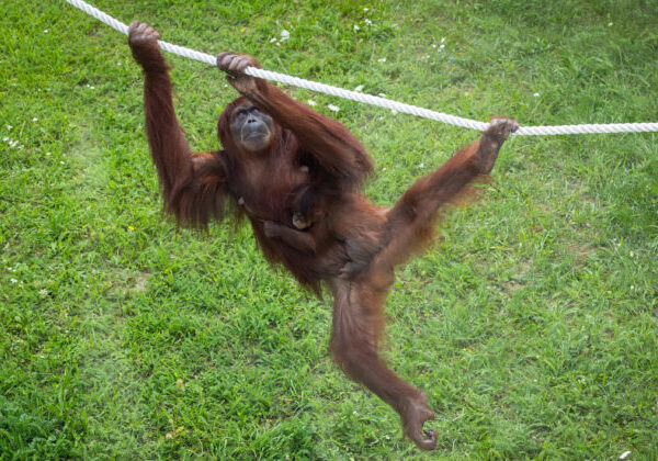 Bežecké trate, kam sa počas bežnej návštevy nedostanete. Bratislavská ZOO spustila registráciu na benefičnú akciu oRUNgutan beh