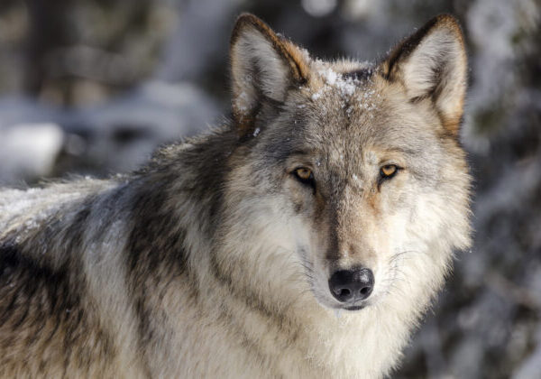 Muž narazil na svorku vlkov, musel utiecť na strom