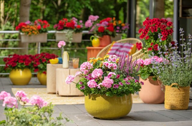 Úspech pri predaji muškátov