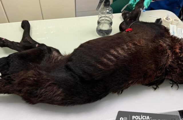 Bratislavčan týral psa tak surovo, že musel byť&hellip;