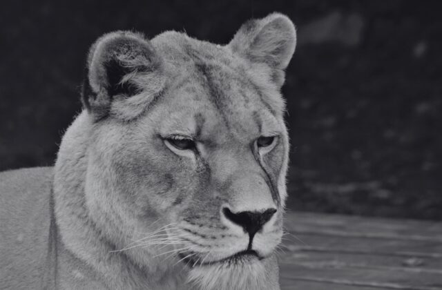 Košická zoologická záhrada musela utratiť levicu Lauru, majestátna&hellip;