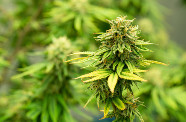 Deti sa intoxikovali po konzumácii potravinového produktu, zistili v ňom THC