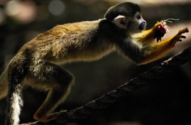 Opičku v zoologickej záhrade otrávil návštevník čokoládou