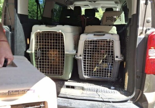 Enviropolícia odhalila nelegálny chov desiatok psov v okrese Prievidza, v dome našli aj tri mŕtve šteňatá – FOTO