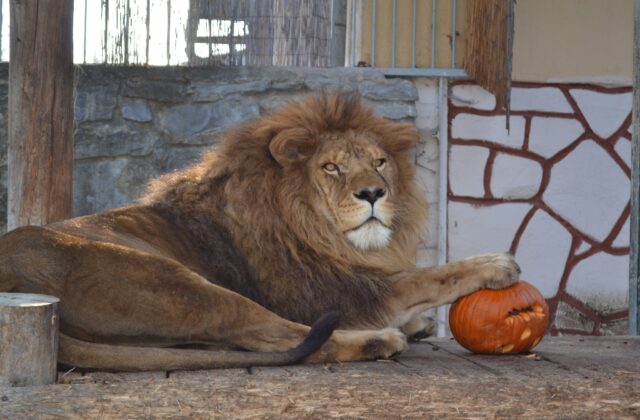 Z pustnúceho parku vznikla zoologická záhrada, dnes&hellip;