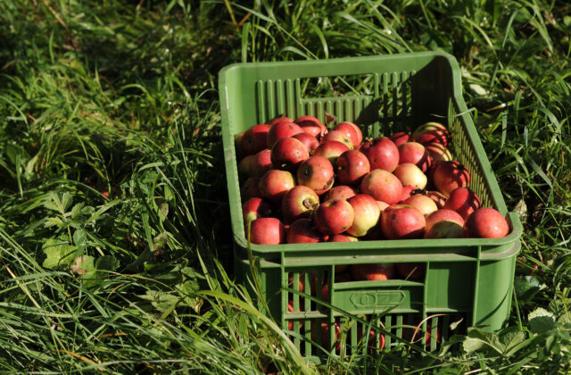 Jablkové hodovanie sa tento rok uskutoční v&hellip;