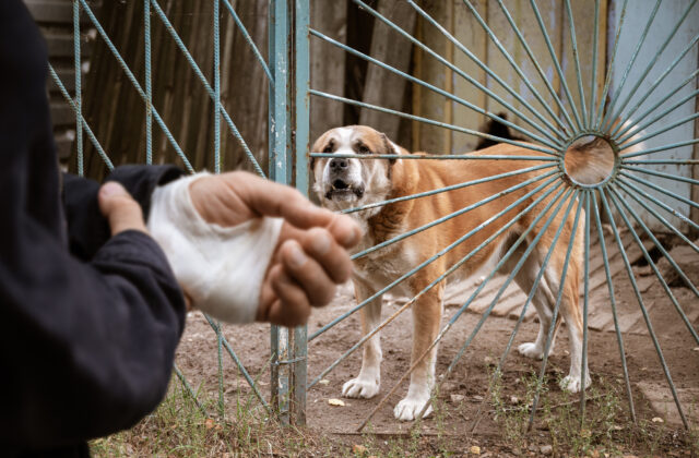 Ochráňme spolu doručovateľov pred útokmi psov