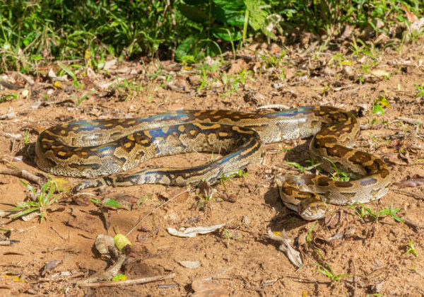 Na prechádzke so psom žena narazila na obrovského pytóna