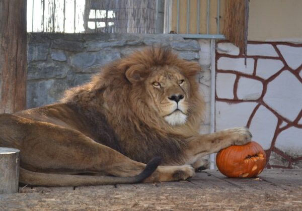 Jesenný festival v ZOO prinesie lampiónový sprievod aj program pre deti