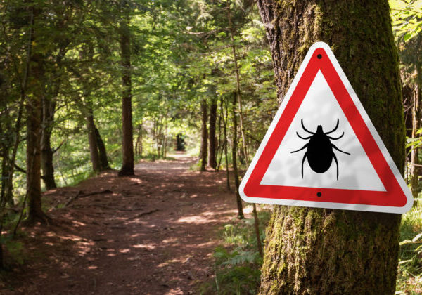 Juh Čiech bojuje s vlnou boreliózy