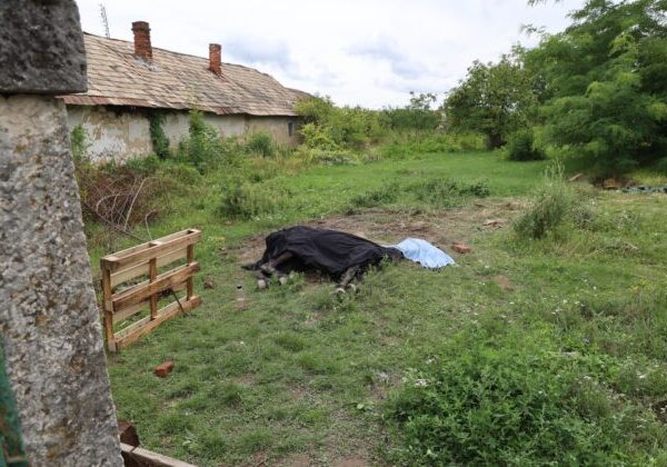 Neznámy páchateľ utýral v pivnici viac než 20-ročnú kobylu, hrozí mu päťročný trest