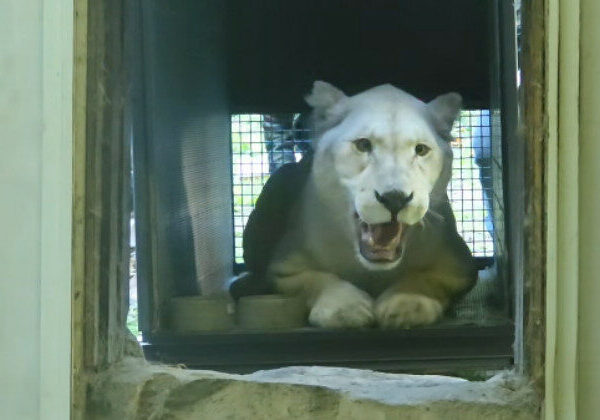 ZOO Bratislava má novú samicu leva juhoafrického, na nové prostredie si stále zvyká – VIDEO