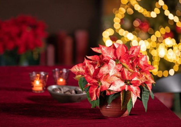 9 tipov na zvýšenie predaja vianočných ruží cez sociálne siete