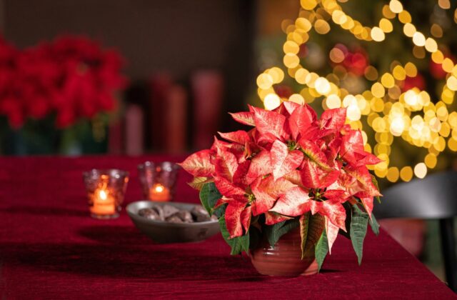 9 tipov na zvýšenie predaja vianočných ruží cez sociálne siete