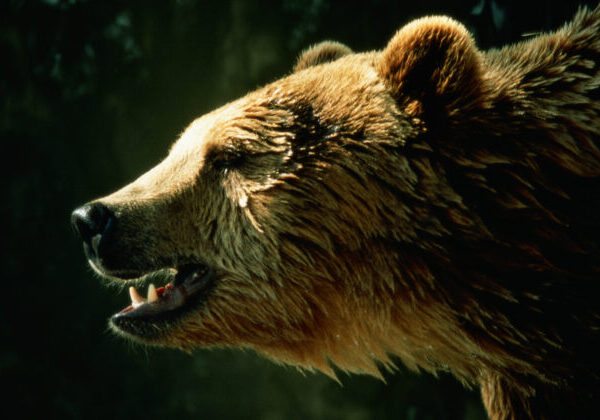 Pri útoku medveďa prišiel starší muž o život