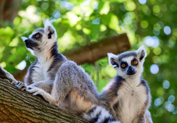 Zoologická záhrada Bratislava má pred sebou Zásadný víkend, dobrovoľníci v nej vysadia 44 stromov