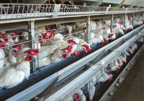 Pre výskyt vtáčej chrípky likvidujú v Česku viac ako 70-tisíc kusov hydiny