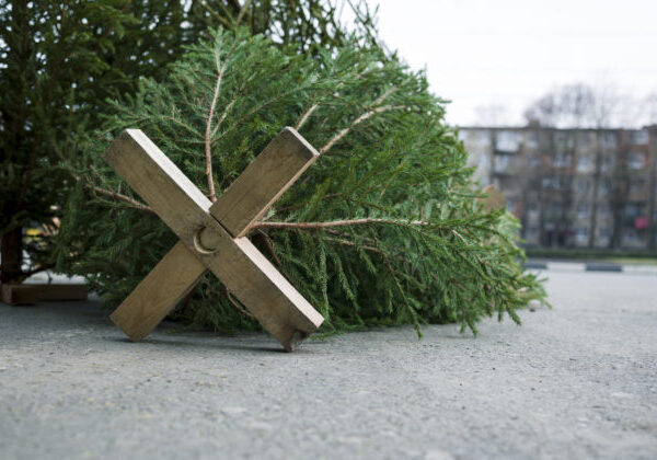 Nitra musí hľadať nový vianočný stromček na Svätoplukovo námestie, pôvodný sa pri nakladaní zlomil