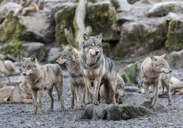 Svorka vlkov napadla stádo oviec za bieleho dňa na kraji mesta