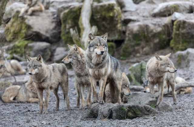 Svorka vlkov napadla stádo oviec&hellip;