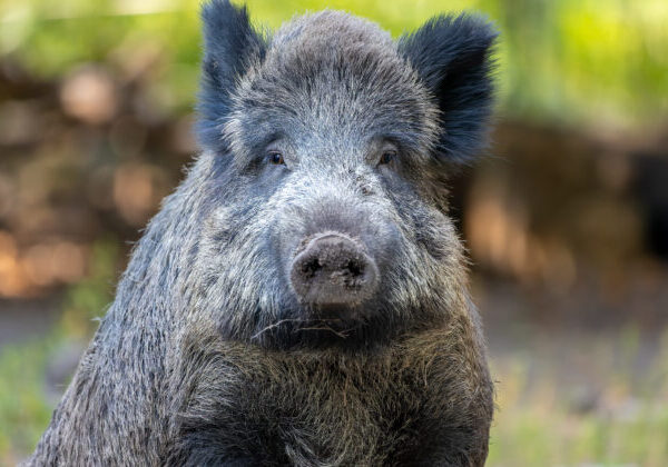 Do nákupného centra vbehol diviak, najprv zamieril do kvetinárstva