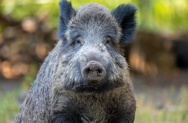 Do nákupného centra vbehol diviak, najprv zamieril do kvetinárstva