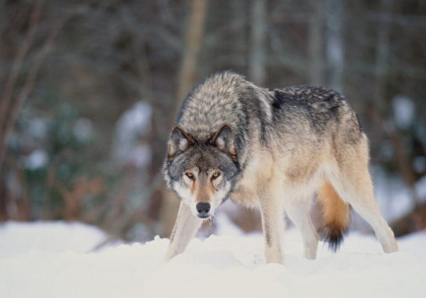 Vlk sa za bieleho dňa prechádzal po školskom dvore