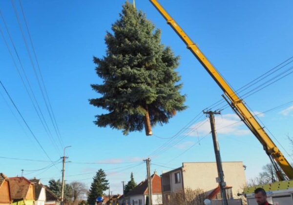 Trojičné námestie v Trnave zdobí vianočný stromček z Brestovian, na jeho mieste už rastie nový smrek – VIDEO, FOTO