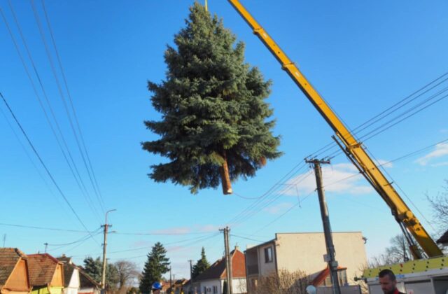 Trojičné námestie v Trnave zdobí vianočný stromček z Brestovian, na jeho mieste už rastie nový smrek – VIDEO, FOTO