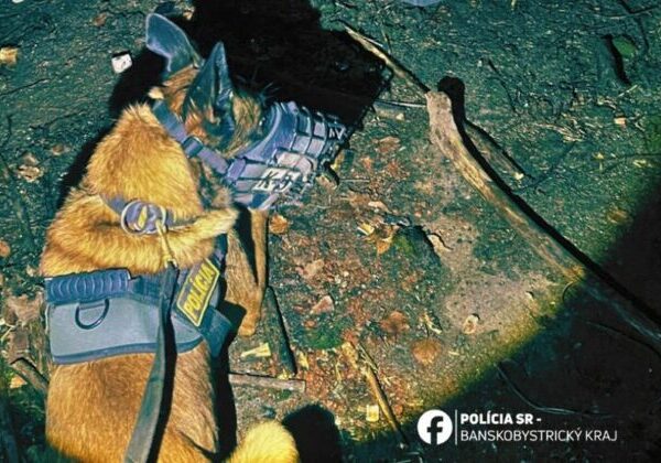 Policajný pes Max pomohol so zadržaním trojice zlodejov, a to iba párkrát zaštekal – FOTO