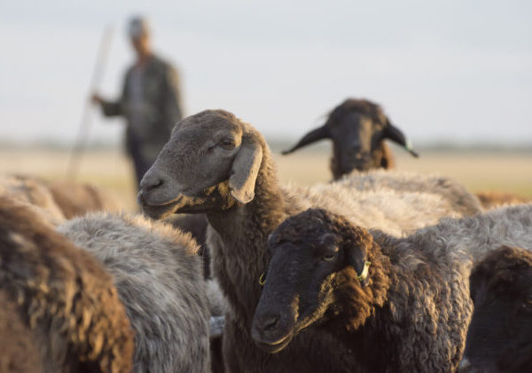 Na Spiši patrili k vianočným sviatkom aj pastieri, boli súčasťou divadelných hier i kolied