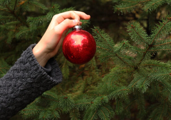 Slobodná národná galéria pokračuje v tradícii, v Bratislave možno vidieť Slobodný národný stromček