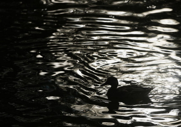 Seniorka za volantom riešila padajúce veci v aute, skončila v rybníku