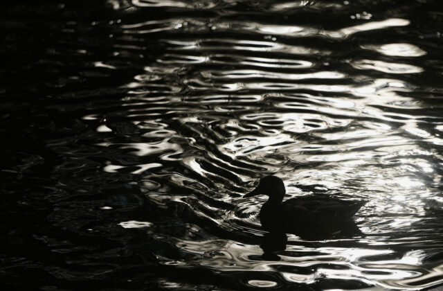 Seniorka za volantom riešila padajúce veci v aute, skončila v rybníku