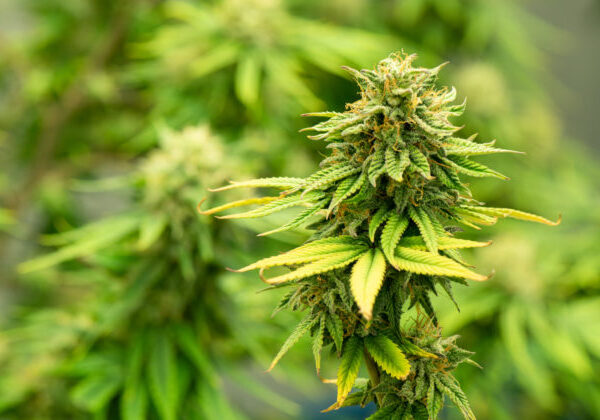 Španielska polícia rozbila gang pašujúci hašiš vrtuľníkmi z Maroka