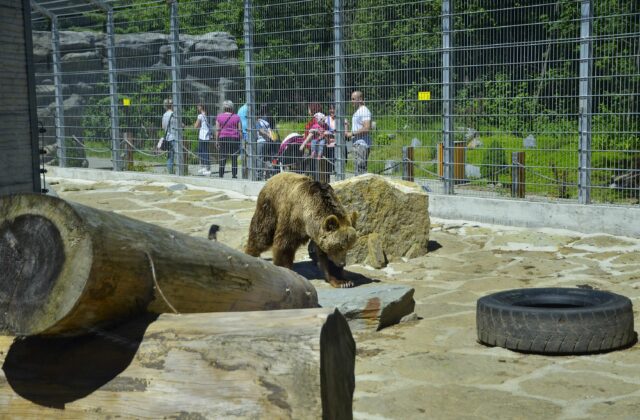 Práce je v zoologickej záhrade v Spišskej Novej Vsi veľa aj počas zimy, ošetrovatelia si nevydýchnu