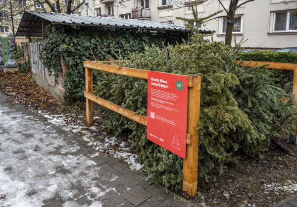 V Bratislave začali so zberom živých vianočných stromčekov, k dispozícii je 730 drevených ohrádok