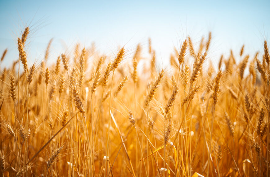 Izraelský importér odmietol prevziať loď s údajne ukradnutým ukrajinským obilím