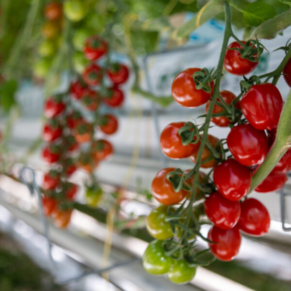 Spolupráca sa oplatí: Z regionálnych firiem medzinárodní producenti