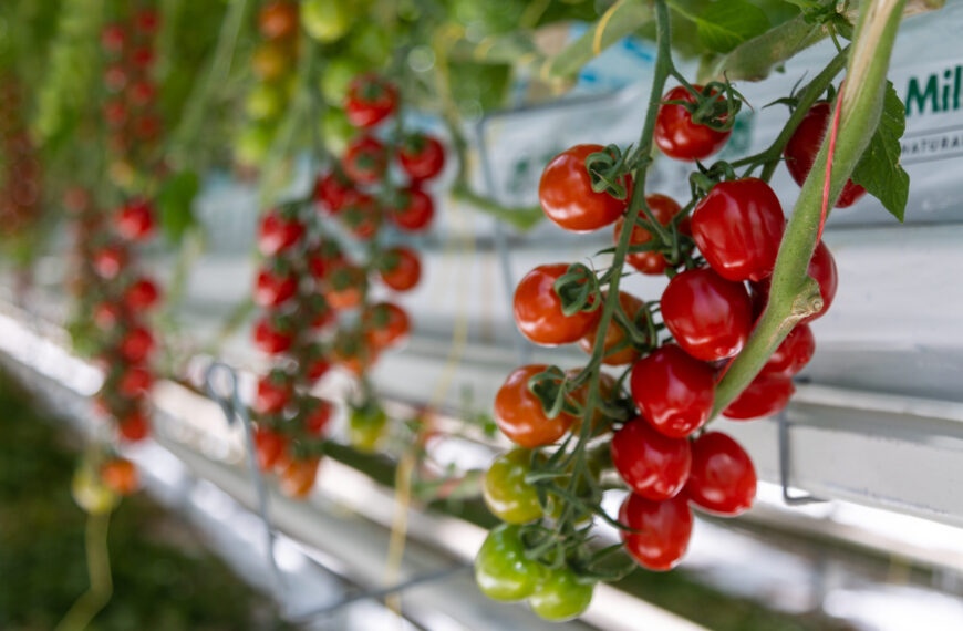 Spolupráca sa oplatí: Z regionálnych firiem medzinárodní producenti