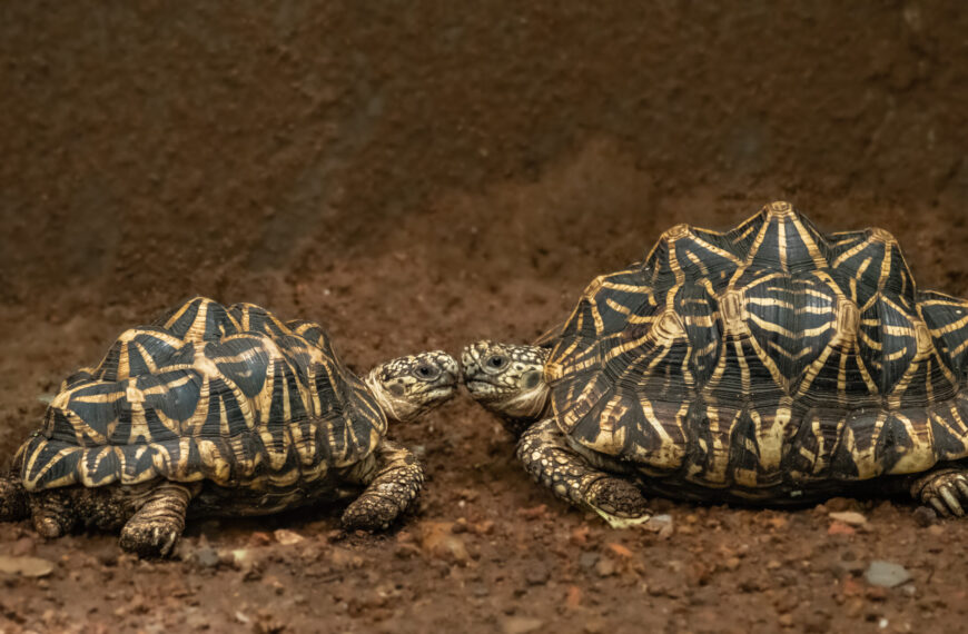 Tínedžerka pašovala na tele 30 chránených korytnačiek. Zatkli ju na letisku v Bangkoku