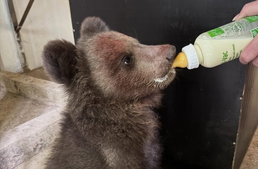 ZOO v Košiciach otvorila svoju jubilejnú 40. sezónu, najväčšiu pozornosť pútal nový prírastok