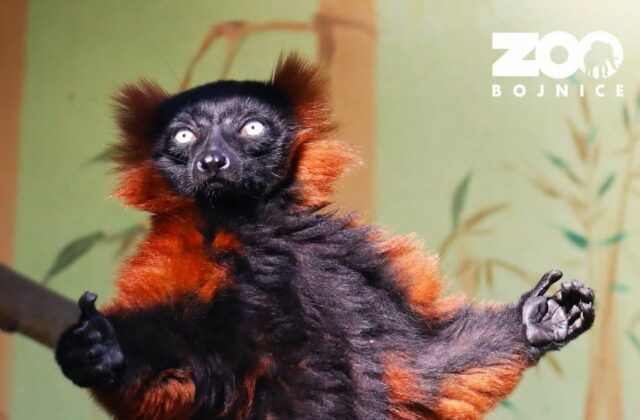 V bojnickej zoo vyhlásili pátranie po lemurovi, pravdepodobne utiekol počas noci – FOTO