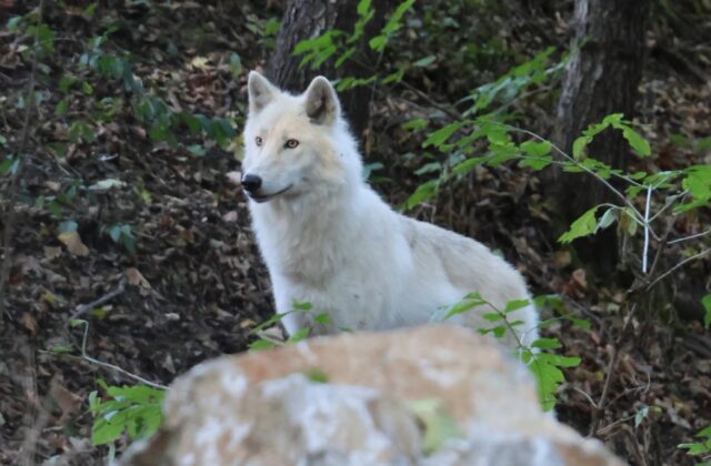 Košická zoologická záhrada má nové obyvateľky. Pribudli dve biele vlčice – VIDEO, FOTO